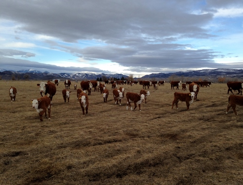 herefords