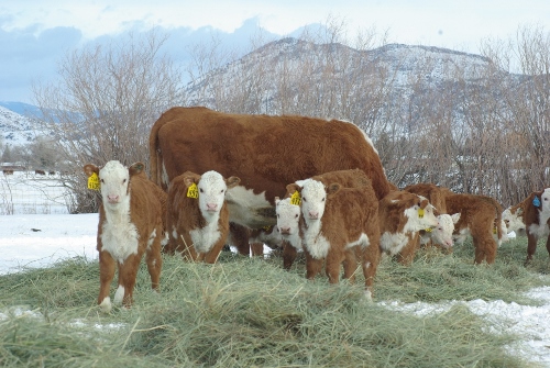 herford-calves