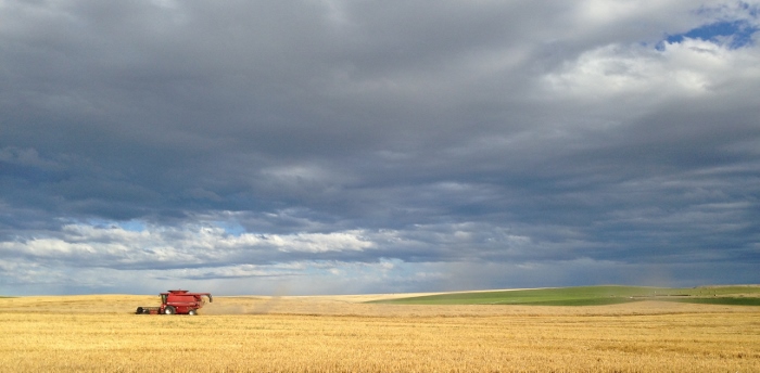 Harvesting Wheat