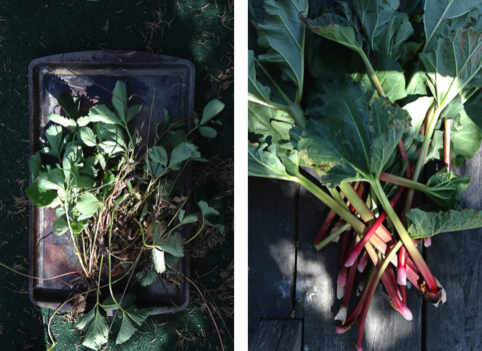 Strawberry Rhubarb