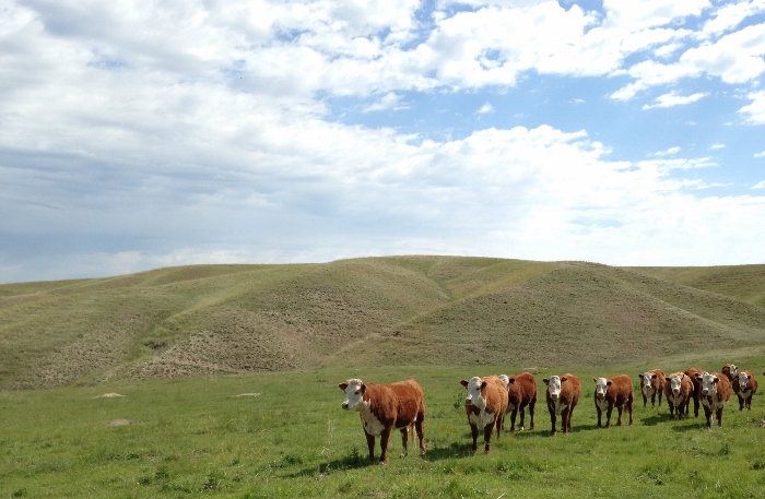 Cooper Hereford Ranch