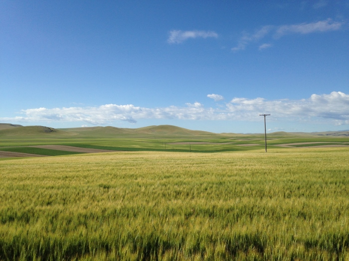 Fields of Grain Cooper Hereford Ranch