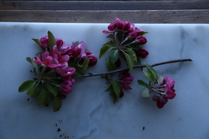 Crab Apple Blossoms