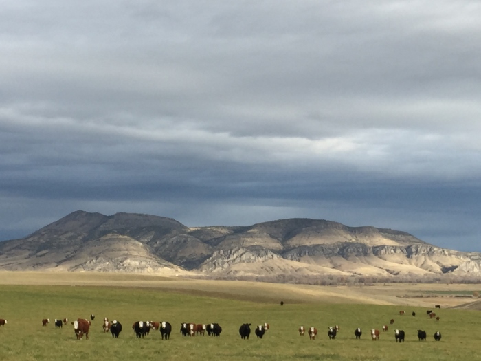 cooper-hereford-ranch